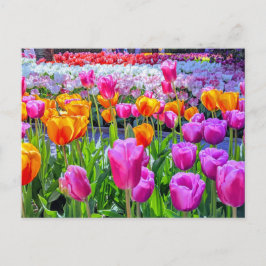 Skagit Valley Tulip Postcard Postkarte