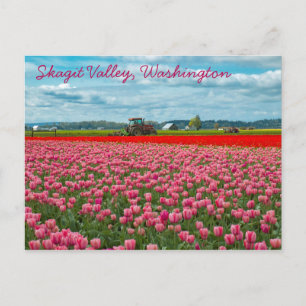 Skagit Valley Tulip Spring Postkarte