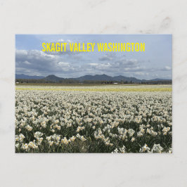 Skagit Valley Washington State Narzissenfeld Postkarte
