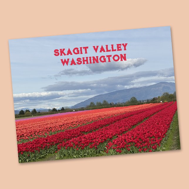 Skagit Valley Washington State Tulpe Postkarte (Von Creator hochgeladen)