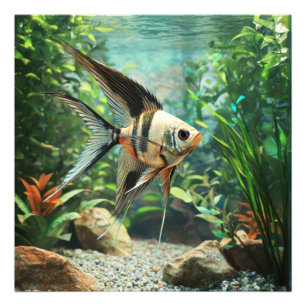 Skalarfisch schwimmt im Süßwasseraquarium  Fotodruck
