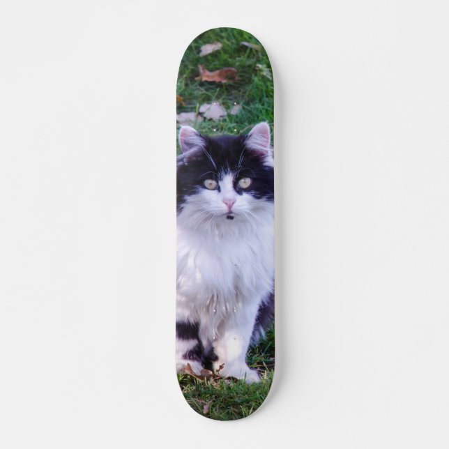 Skateboard Gato raza Maine Coon pelo largo (Vorne)