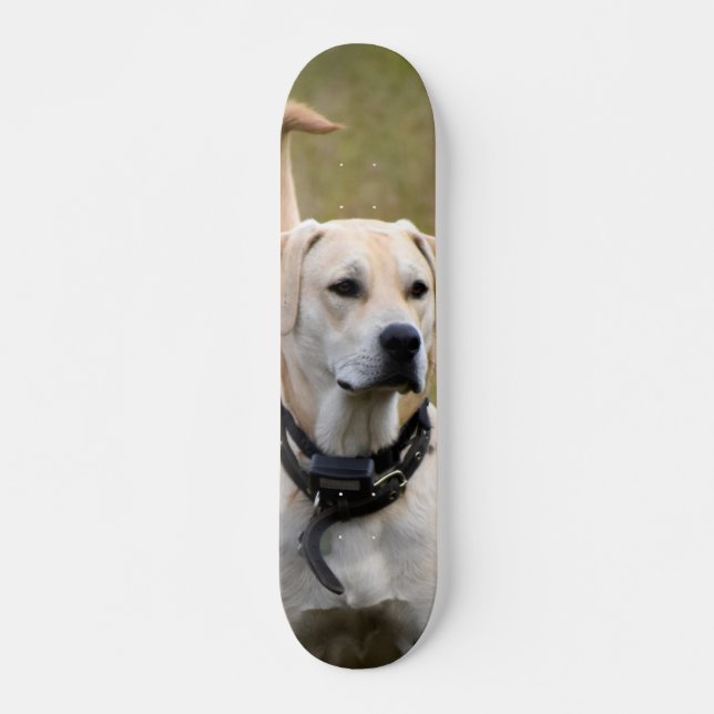 Skateboard Perro Labrador con collar vigilando  (Vorne)