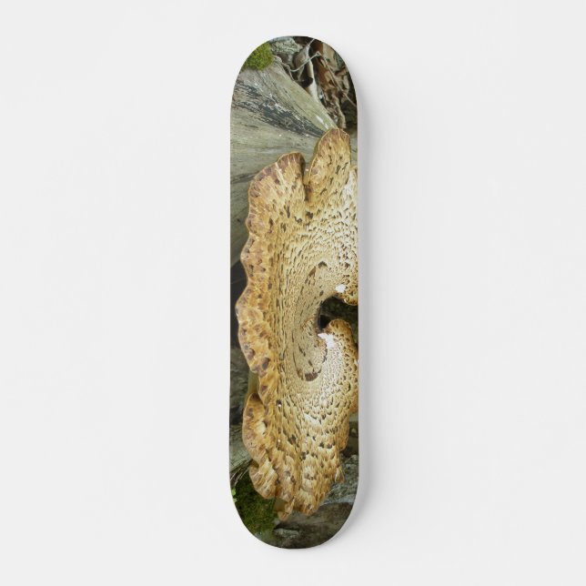 Skateboard Shelf Fungus auf Baumstumpf (Vorne)