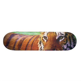 Skateboard-Tiger Skateboard