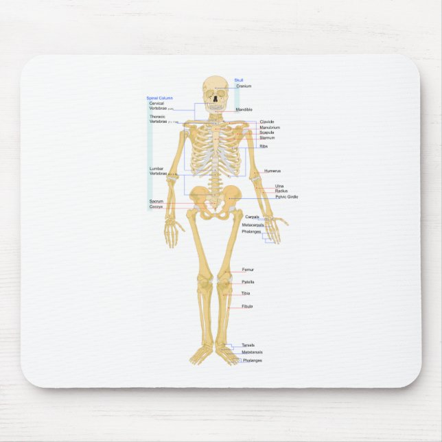 Skeleton Diagramm Mousepad (Vorne)