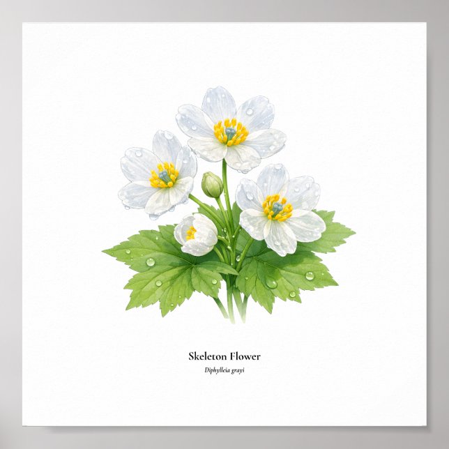 Skeleton Flower Botanical Illustration – Art Print Poster (Vorne)