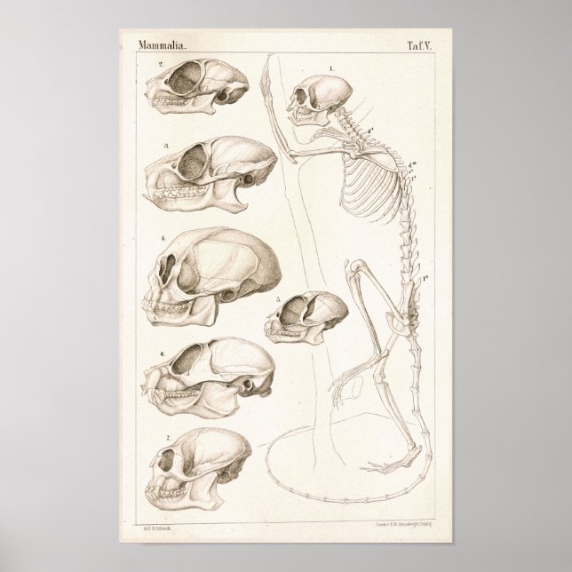 Skeleton Skulls Affen Veterinärmedizinische Anatom Poster (Vorne)