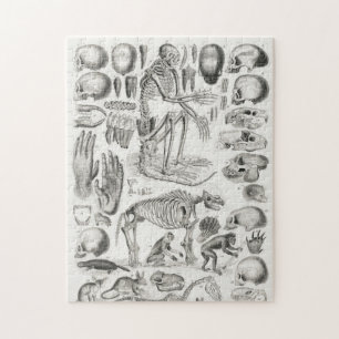 SKELETON TOD FOSSIL Mammalia Puzzle