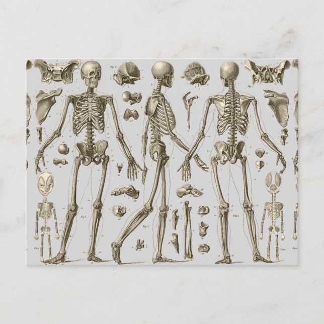 Skeletons from the Brockhaus & Efron Encyclopedia Postkarte (Vorderseite)