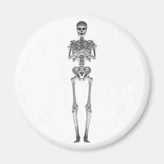 Skelett 3d-Modell: Magnet