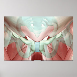 Skelett des Pelvis 2 Poster