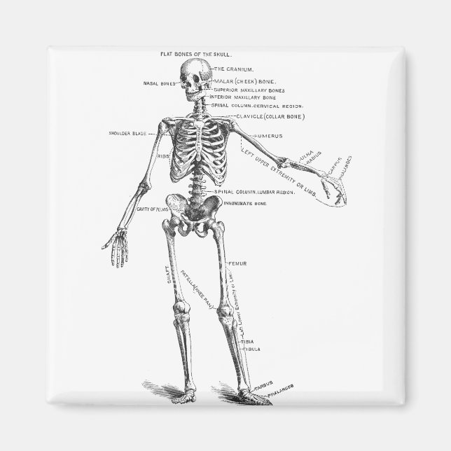 Skelett für Vintage Anatomie Magnet (Vorne)