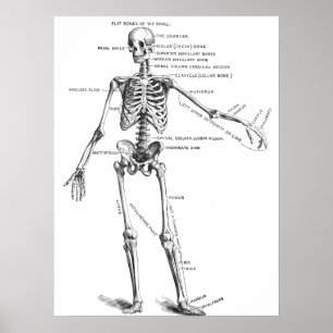 Skelett für Vintage Anatomie Poster
