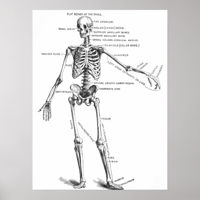 Skelett für Vintage Anatomie Poster (Vorne)