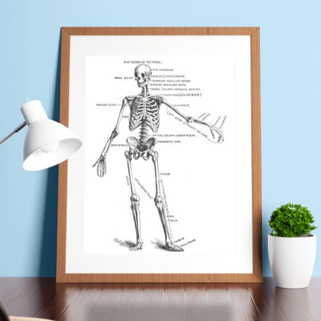 Skelett für Vintage Anatomie Poster (Von Creator hochgeladen)