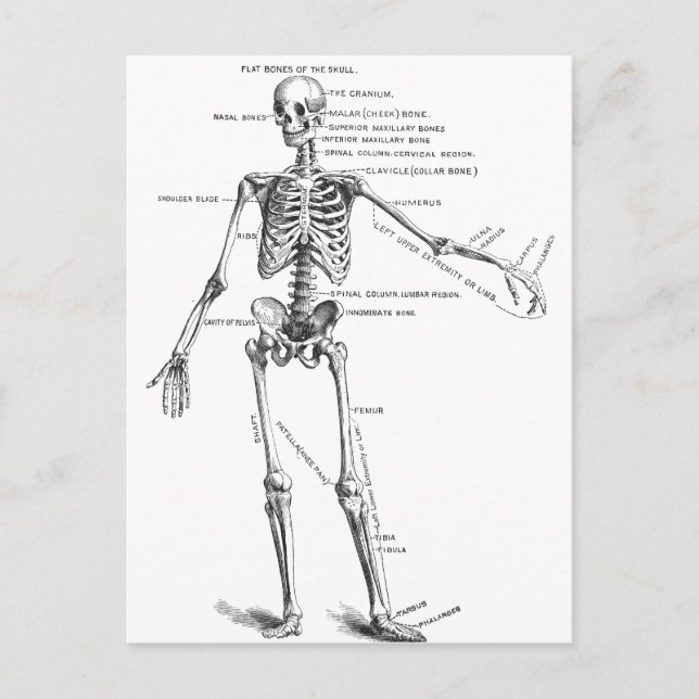Skelett für Vintage Anatomie Postkarte (Vorderseite)