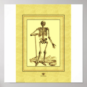 Skelett Poster
