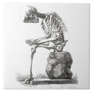 Skelett Sitting Anatomie Illustration Fliese