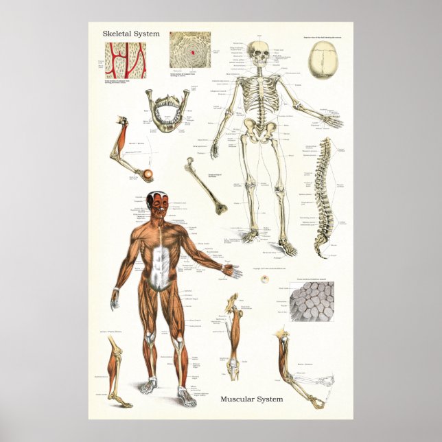 Skelett-und Muskelanatomie-Poster 24 x 36 Poster (Vorne)