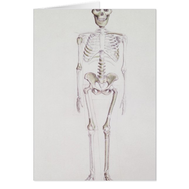 Skelett von Australopithecus africanus (Vorne)