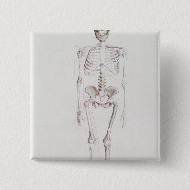 Skelett von Australopithecus africanus Button (Vorderseite)