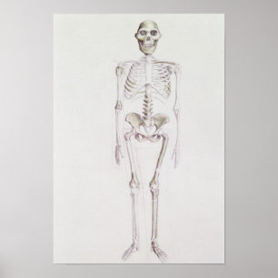 Skelett von Australopithecus africanus Poster