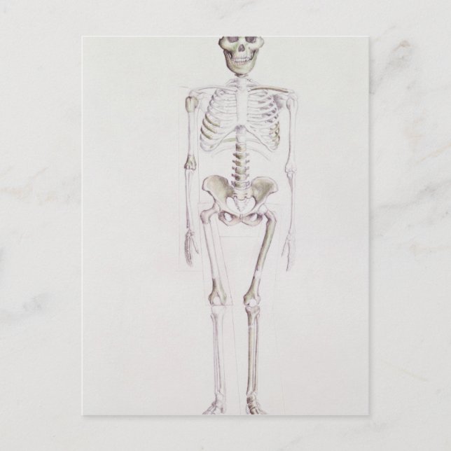 Skelett von Australopithecus africanus Postkarte (Vorderseite)