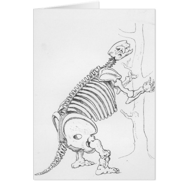 Skelett von einem Mylodon (Vorne)