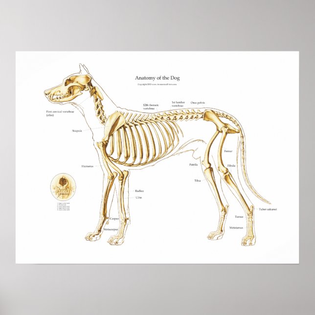 Skelettanatomie des Hundepposters Poster (Vorne)