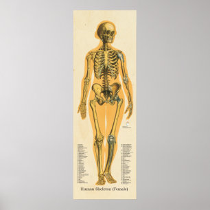 Skelettanatomie Poster