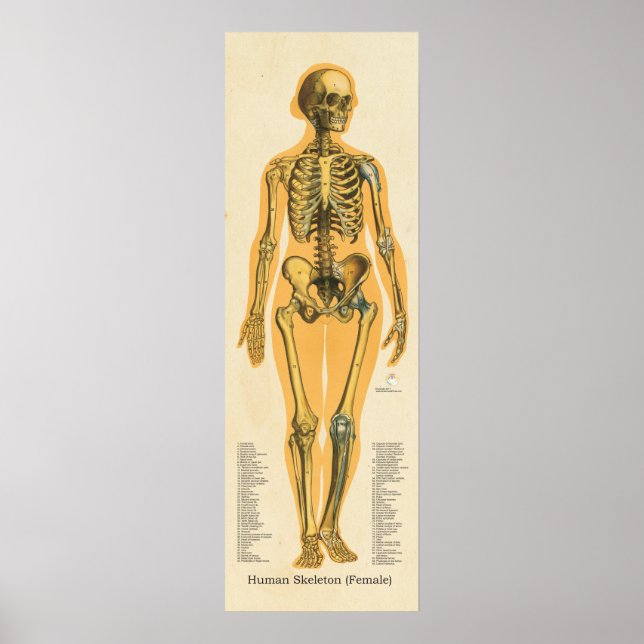 Skelettanatomie Poster (Vorne)