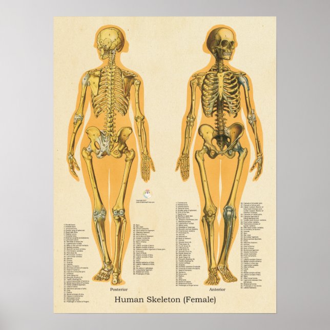 Skelettanatomie Poster (Vorne)