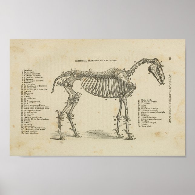 Skelettanatomie Poster (Vorne)