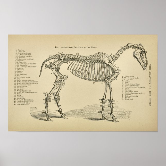 Skelettanatomie Vintager Tierarzt Poster (Vorne)