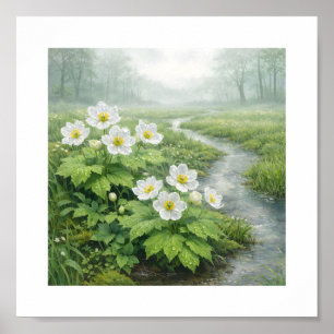 Skelettblume (Diphylleia grayi) – Kunstdruck Poster