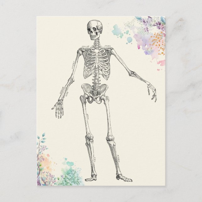 Skelettdiagramm zur Blume der Vintagen Anatomie Postkarte (Vorderseite)