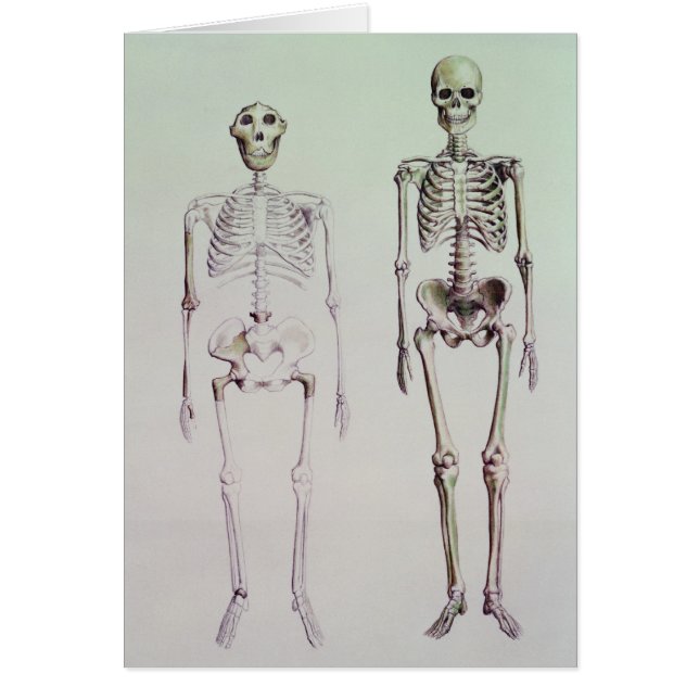 Skelette von Australopithecus Boisei (Vorne)