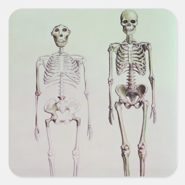 Skelette von Australopithecus Boisei Quadratischer Aufkleber (Vorderseite)