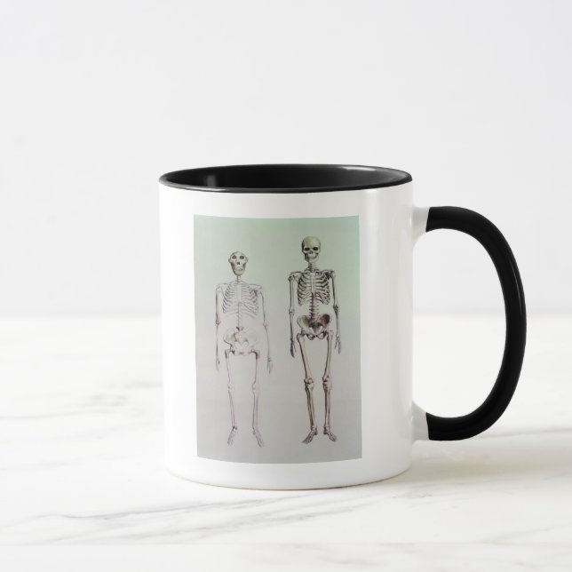 Skelette von Australopithecus Boisei Tasse (Rechts)