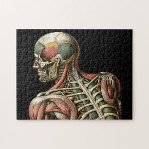 Skelettmännchen Anatomie des Menschen Medizinische Puzzle