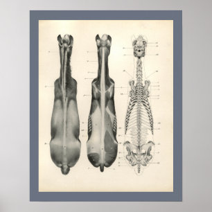 Skelettmuskulatur-Anatomie bei Pferden Druck Poster