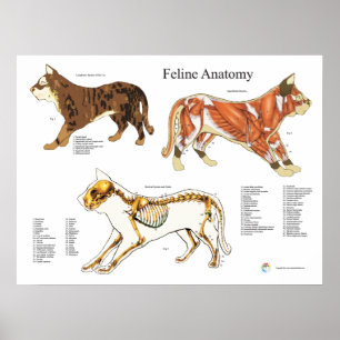 Skelettmuskulatur-Anatomie der Katze Poster