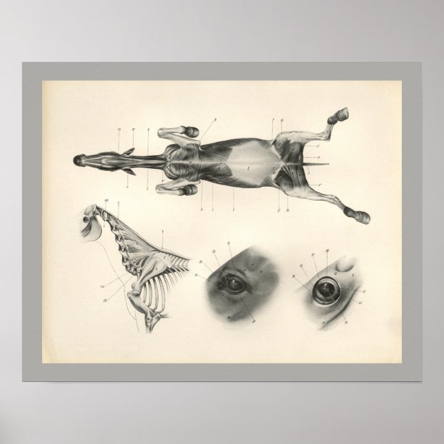 Skelettmuskulatur des Pferdes Anatomie Druck Poster (Vorne)