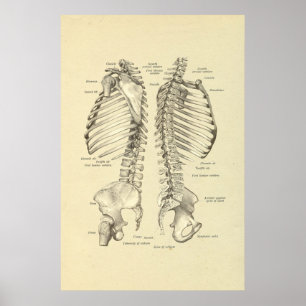 Skelettquerschnitt der Wirbelsäule Poster