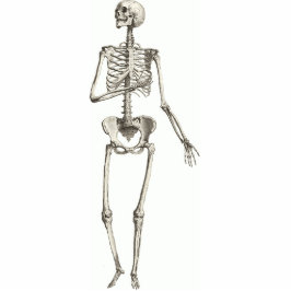 Skeletts Cutout Magnet 2x3 Fotoskulptur Magnet