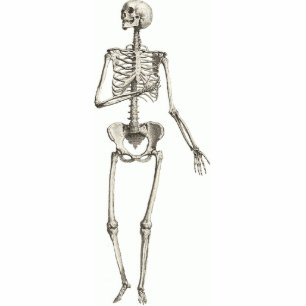 Skeletts Cutout Magnet 2x3 Fotoskulptur Magnet