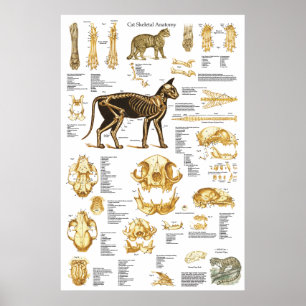 Skelettschädel-Anatomie-Poster der Katze 24 x 36 Poster