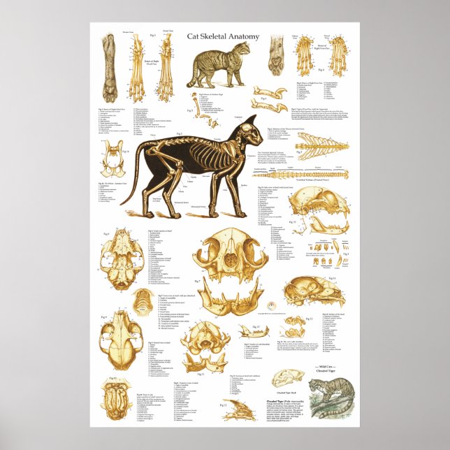 Skelettschädel-Anatomie-Poster der Katze 24 x 36 Poster (Vorne)