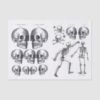Skelettschädel Skulls Knochen Decoupage Collage Ti Seidenpapier